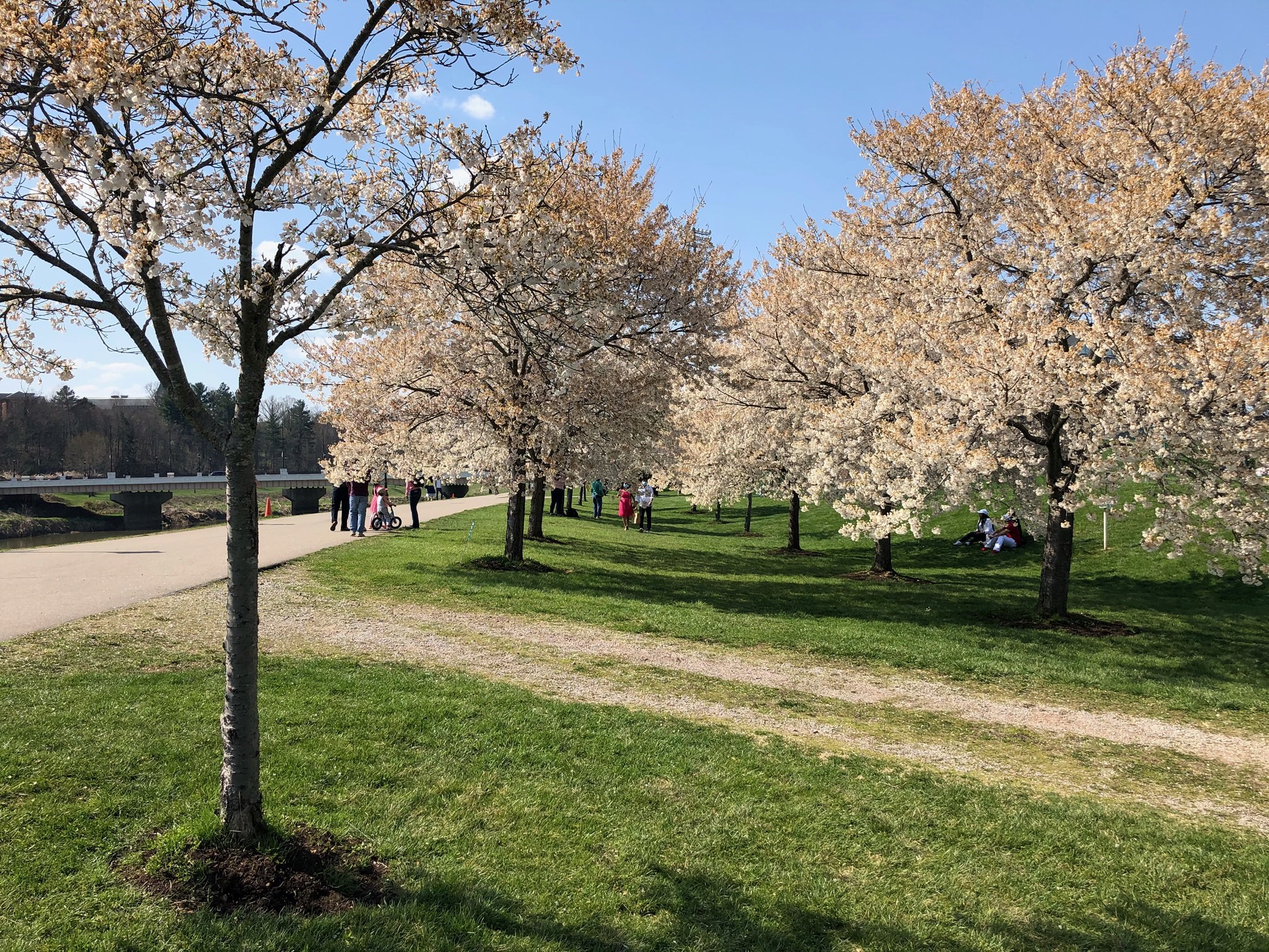 Cherry Blossoms at Ohio University Ohio University